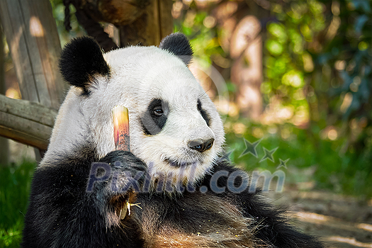 Chinese tourist symbol and attraction - giant panda bear eating bamboo. Chengdu, Sichuan, China