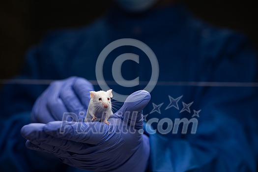 Scientist holding a lab mouse, evaluating her condition prior to running some tests and inoculation the animal with a virus Scientist holding a lab mouse, evaluating her condition prior to running some tests and inoculation the animal with a virus