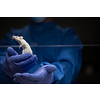 Scientist holding a lab mouse, evaluating her condition prior to running some tests and inoculation the animal with a virus