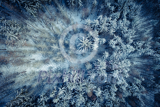 Aerial image of a winter landscape, winter forest trees covered with frost and snow (color toned image)