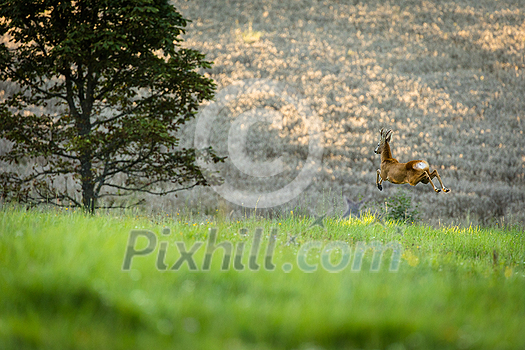 Majestic roe deer on pasture in warm evening light