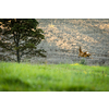 Majestic roe deer on pasture in warm evening light