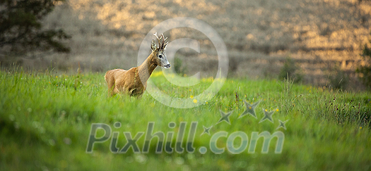 Majestic roe deer on pasture in warm evening light Majestic roe deer on pasture in warm evening light