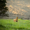 Majestic roe deer on pasture in warm evening light