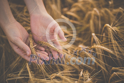 Field of wheat touched by hand of spikes in the sunset light. Golden wheat fields. Wheat ears in hands. Harvest or crop concept. Image of spikelets in hands.
