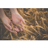 Field of wheat touched by hand of spikes in the sunset light. Golden wheat fields. Wheat ears in hands. Harvest or crop concept. Image of spikelets in hands.