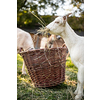 Cute goats on an organic farm, looking happy, grazing outdoors - respectful animal farming