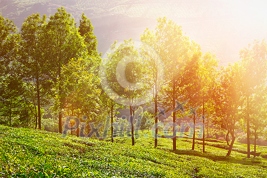 Tea plantations in morning fog. Munnar, Kerala, India. With lens flare and light leak Tea plantations in morning fog. Munnar, Kerala, India. With lens flare and light leak
