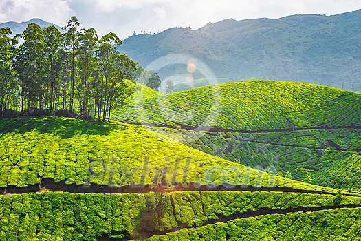 Kerala landmark - tea plantations in Munnar, Kerala, India. With lens flare and light leak.