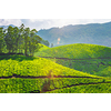 Kerala landmark - tea plantations in Munnar, Kerala, India. With lens flare and light leak.