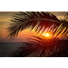 Beach vacation romantic holidays background - ocean sunset visible through palm leaves. Varkala, Kerala, India