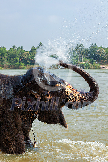 Elephant bathing in the morning in Tungabhadra river, Hampi, Karnataka, India