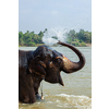 Elephant bathing in the morning in Tungabhadra river, Hampi, Karnataka, India