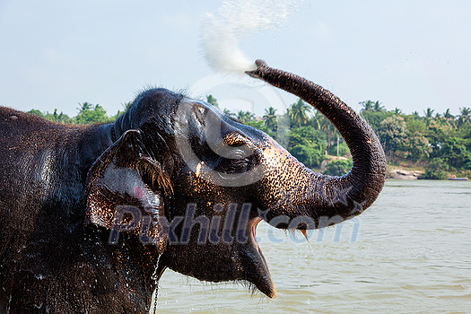 Elephant bathing in the morning in Tungabhadra river, Hampi, Karnataka, India