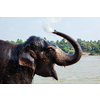 Elephant bathing in the morning in Tungabhadra river, Hampi, Karnataka, India