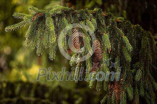 Telephoto lens compressed image of  a pine tree with shining water drops after summer rain. Natural green background. Moisture and humidity in the nature concept