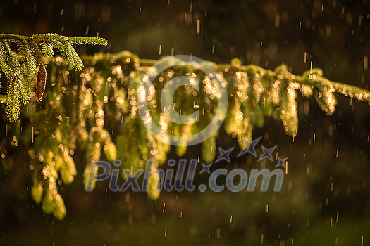 Telephoto lens compressed image of  a pine tree with shining water drops after summer rain. Natural green background. Moisture and humidity in the nature concept