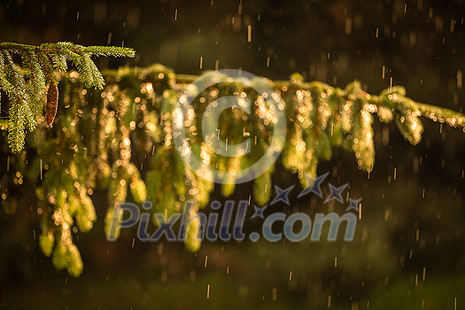 Telephoto lens compressed image of a pine tree with shining water drops after summer rain. Natural green background. Moisture and humidity in the nature concept Telephoto lens compressed image of a pine tree with shining water drops after summer rain. Natural green background. Moisture and humidity in the nature concept