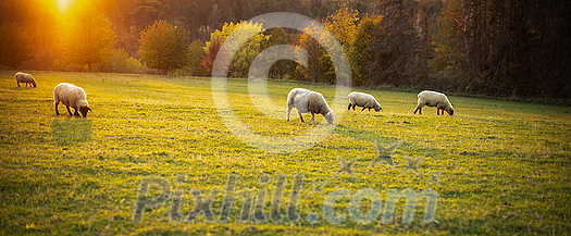 Sheep grazing on lush green pastures in warm evening light