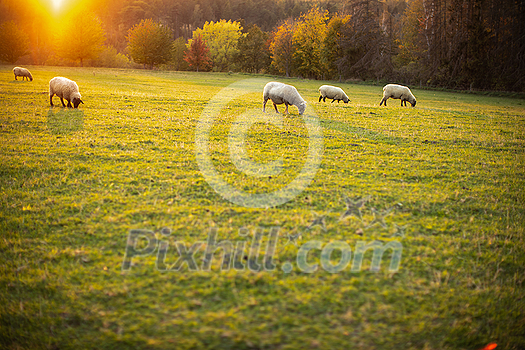 Sheep grazing on lush green pastures in warm evening light