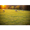 Sheep grazing on lush green pastures in warm evening light