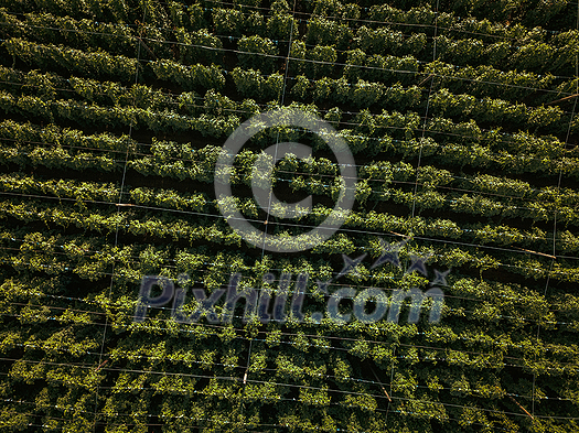 Hops being grown on a field - necessary ingredient for beer brewing Hops being grown on a field - necessary ingredient for beer brewing