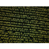 Hops being grown on a field - necessary ingredient for beer brewing