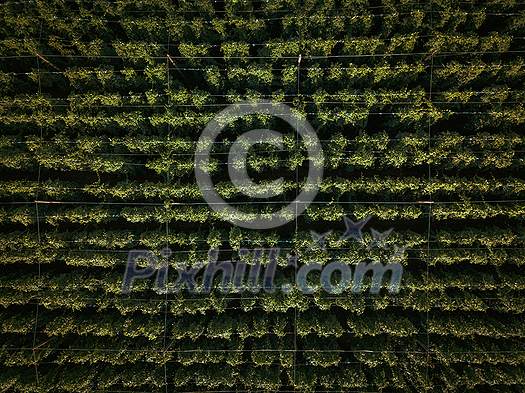 Hops being grown on a field - necessary ingredient for beer brewing Hops being grown on a field - necessary ingredient for beer brewing