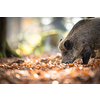 Wild Boar Or Sus Scrofa, Also Known As The Wild Swine, Eurasian Wild Pig