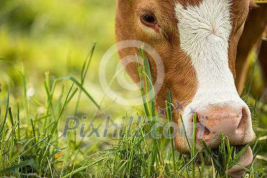 Cow in pasture. Mountain meadow. Green meadow in mountains and cow summer landscape.