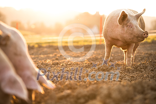 Pigs eating on a meadow in an organic meat farm - wide angle lens shot