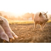 Pigs eating on a meadow in an organic meat farm - wide angle lens shot