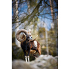 The mouflon (Ovis orientalis)