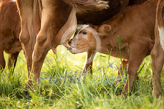 Cow in pasture. Mountain meadow. Green meadow in mountains and cow summer landscape. Cow in pasture. Mountain meadow. Green meadow in mountains and cow summer landscape.