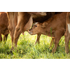 Cow in pasture. Mountain meadow. Green meadow in mountains and cow summer landscape.