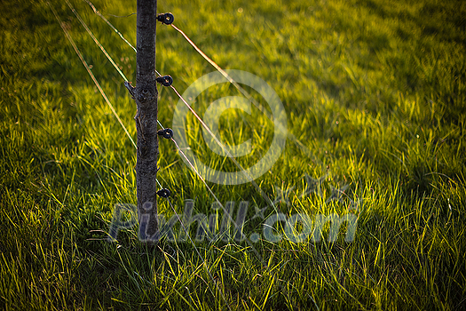 Electric fence around a pasture with animals grazing on fresh pasture grass