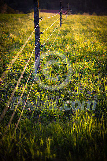Electric fence around a pasture with animals grazing on fresh pasture grass