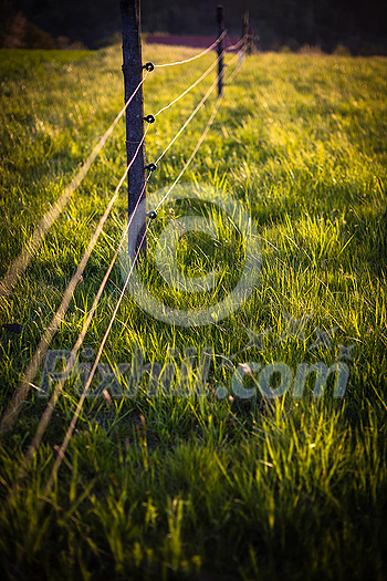 Electric fence around a pasture with animals grazing on fresh pasture grass Electric fence around a pasture with animals grazing on fresh pasture grass