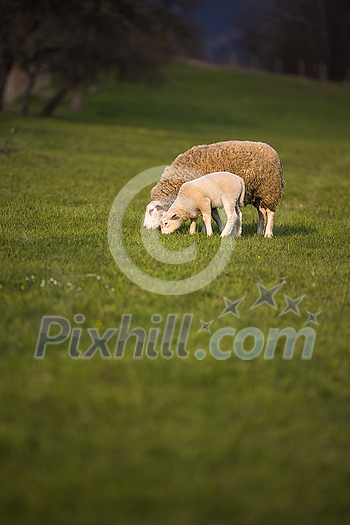 Grass-eating sheep on a lush meadow. sheep munching on grass in a meadow.