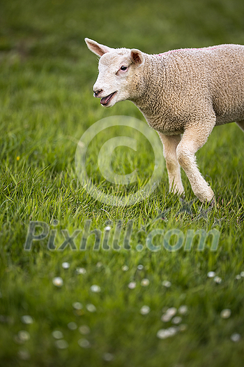 Grass-eating sheep on a lush meadow. sheep munching on grass in a meadow.