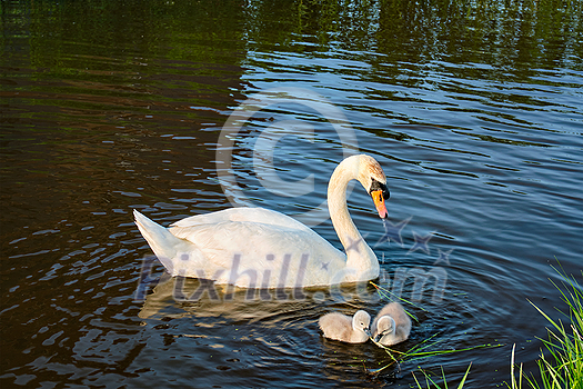 Swan with little swans in river