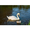 Swan with little swans in river