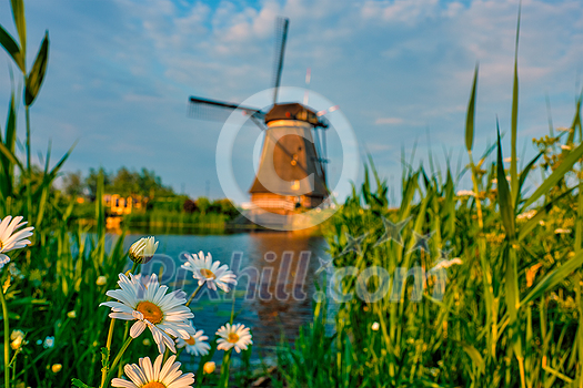 Netherlands rural lanscape with camomiles daisies and windmills at famous tourist site Kinderdijk in Holland on sunset with dramatic sky