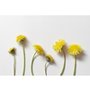 Fresh dandelion flowers laid on white background. Creative spring template for web calendar.