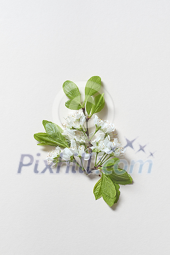 Fresh spring tree blossom laid on white background. Original spring template for web calendar.