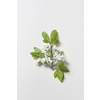 Fresh spring tree blossom laid on white background. Original spring template for web calendar.