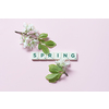 Spring word formed of scrabble tiles with fresh tree bloom on pink background. Tender calendar design in pastel colors.