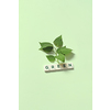 Green word formed of scrabble tiles with fresh tree leaves on light green background. Green energy and ecology concept with spring mood.