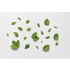 Young green tree leaves scattered on white background. Original web design with nature motif.