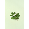 Eco word formed of scrabble tiles with tree leaf on light green background. Nature and renewable energy concept.